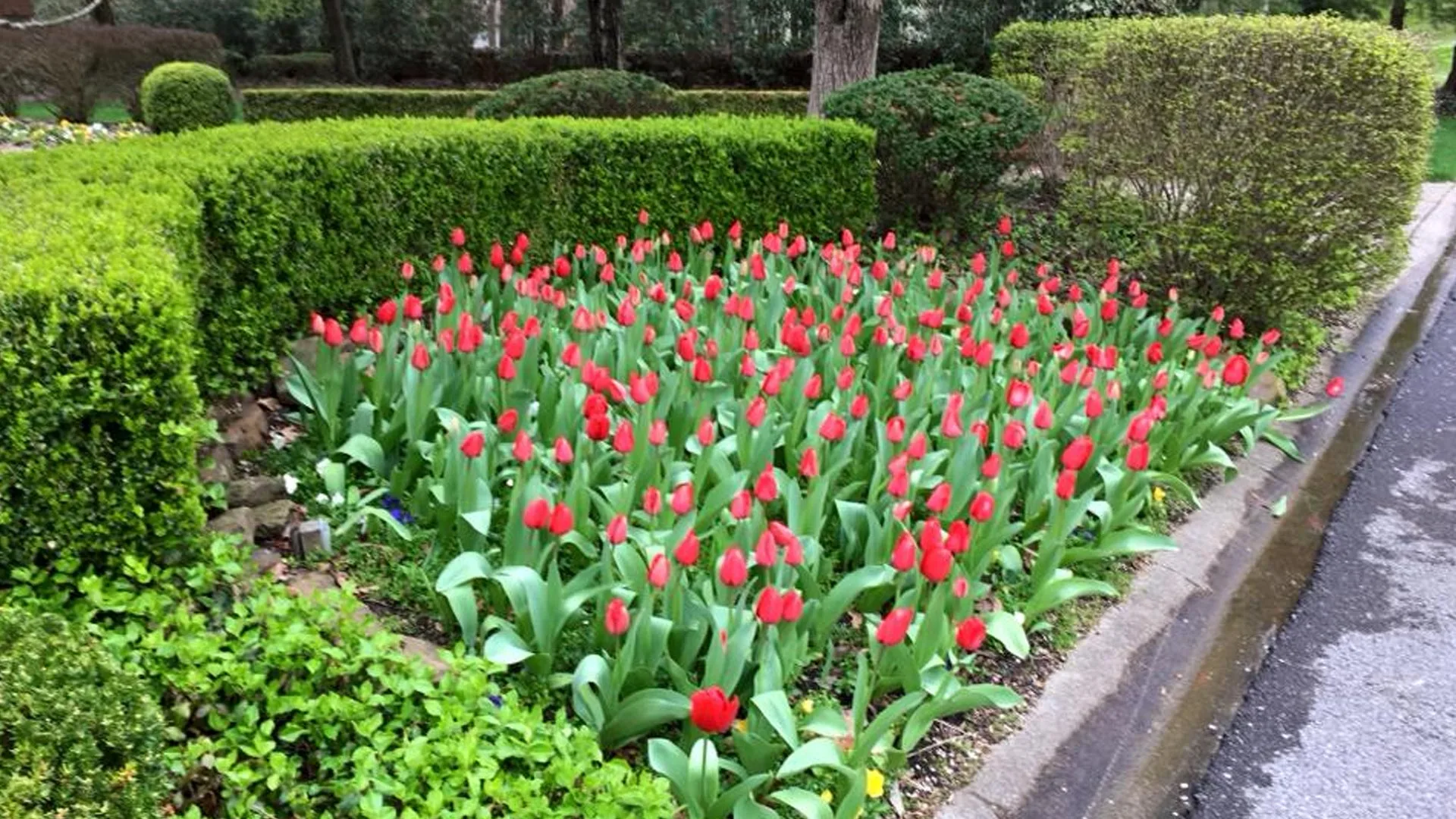 Landscaping that was recently planted with fully bloomed tulips in Mayfield, KY.