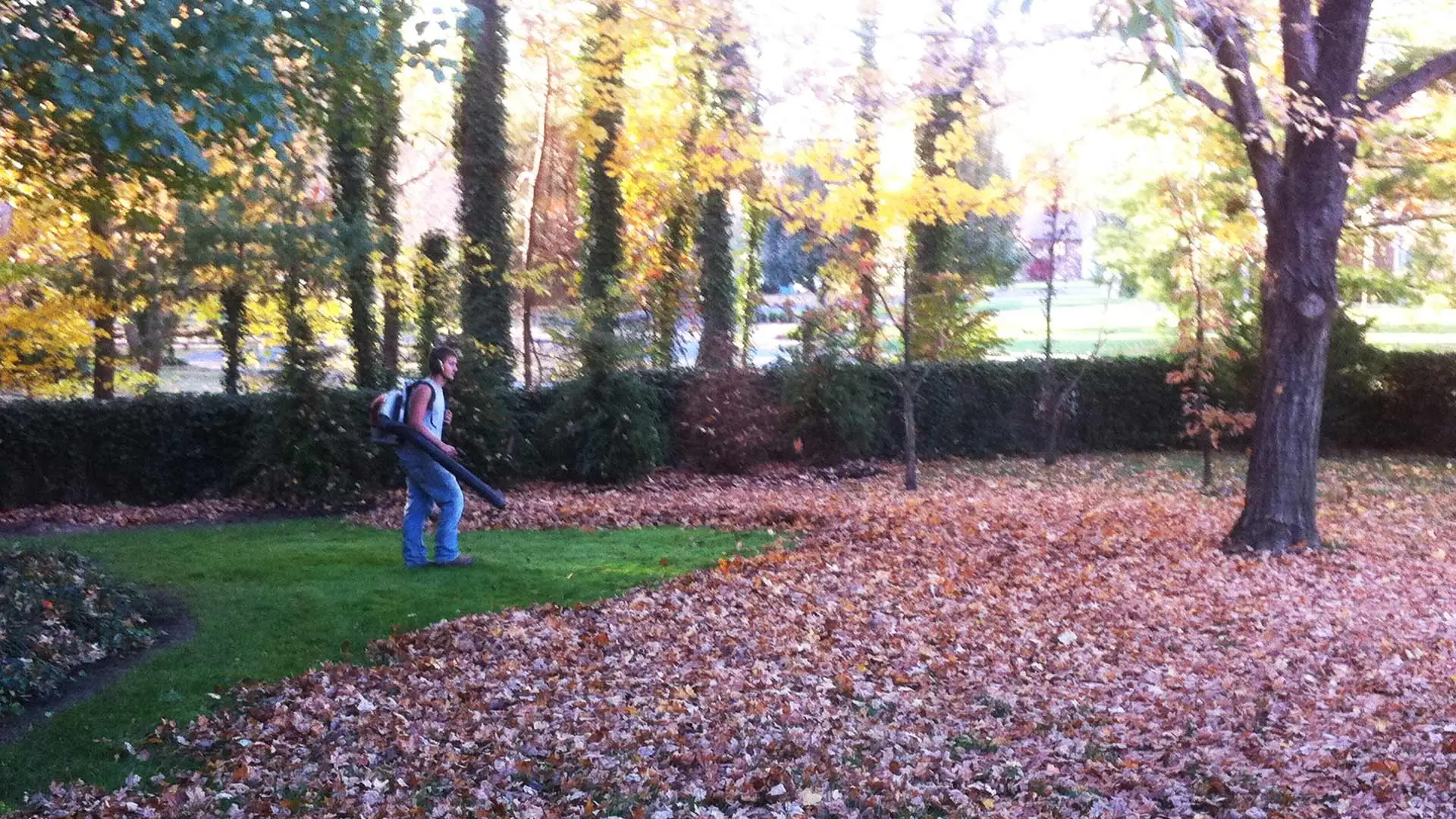 Team member blowing leaves from a customer's property.