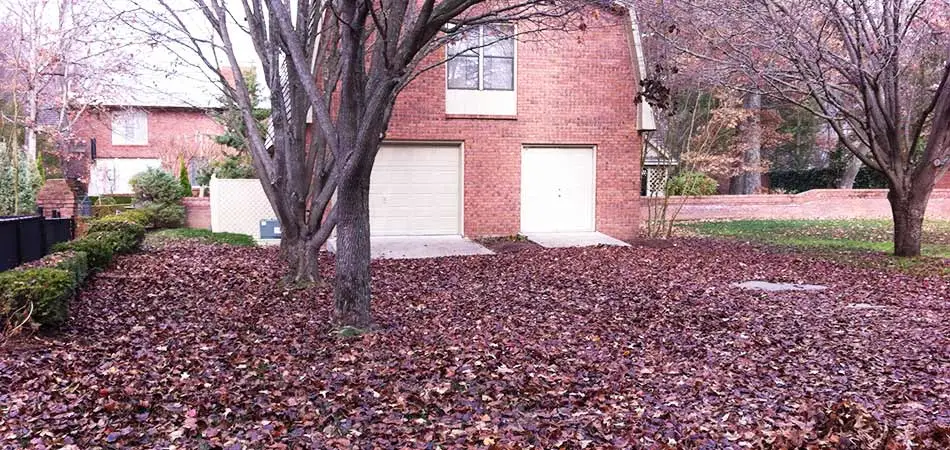 This new customer's property in Murray is heavily leaf littered.